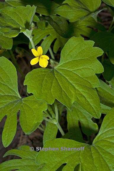 viola lobata ssp lobata 3 graphic